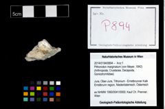 Foto (Objekt + Etikett) von Pithonoton marginatum (von Meyer, 1842)  (NHMW-GEO-2014-0194-0894)